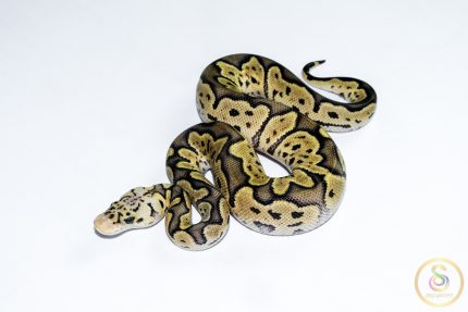 6675 1.0 GHI PASTEL CLOWN