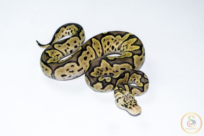 6675 1.0 GHI PASTEL CLOWN - Image 2