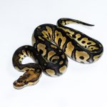 6676 0.1 BLACKHEAD CLOWN