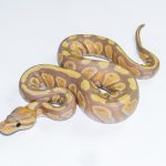 6677 0.1 BANANA BLACKHEAD H. CLOWN