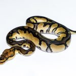 6679 1.0 BLACKHEAD CLOWN