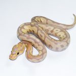 6680 1.0 BANANA BLACKHEAD CLOWN (FEMALE MAKER)