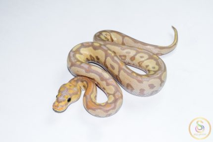6680 1.0 BANANA BLACKHEAD CLOWN (FEMALE MAKER)