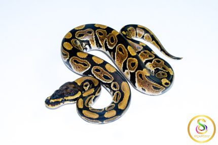 6681 1.0 NORMAL HET CLOWN