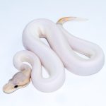 6682 0.1 BANANA CINNAMON PIEBALD