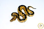 6683 0.1 LEOPARD GRAVEL CLOWN