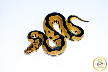 6683 0.1 LEOPARD GRAVEL CLOWN