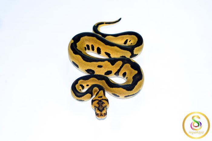 6683-3 6683 0.1 LEOPARD GRAVEL CLOWN - Image 3