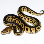 6684 0.1 HURRICANE GRAVEL CLOWN