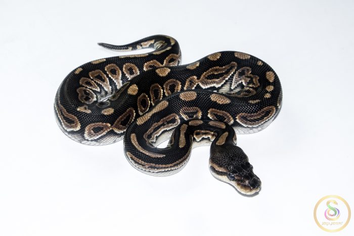 6687 0.1 CINNAMON HONEY HET CLOWN OR CRYPTIC - Image 2