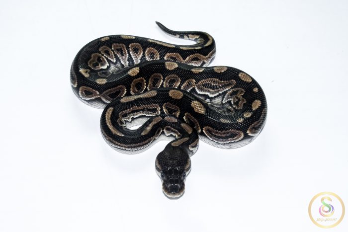 6687 0.1 CINNAMON HONEY HET CLOWN OR CRYPTIC - Image 3
