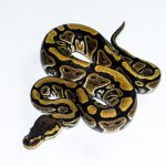 6688 0.1 HONEY HET CLOWN OR CRYPTIC