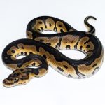 6689 1.0 HONEY CLOWN