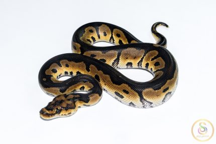 6689 1.0 HONEY CLOWN