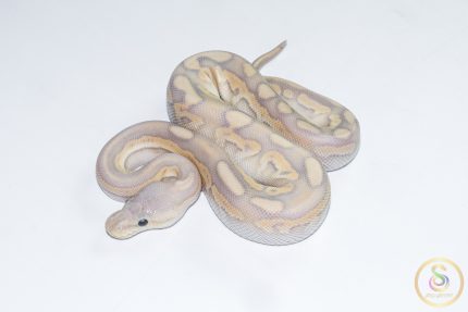 6690 1.0 BANANA CINNAMON MOJAVE CRYPTON FMK