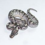 6691 0.1 BAMBOO GRAVEL