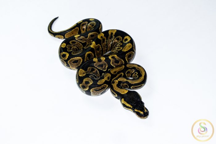 6694 0.1 GRAVEL - Image 2