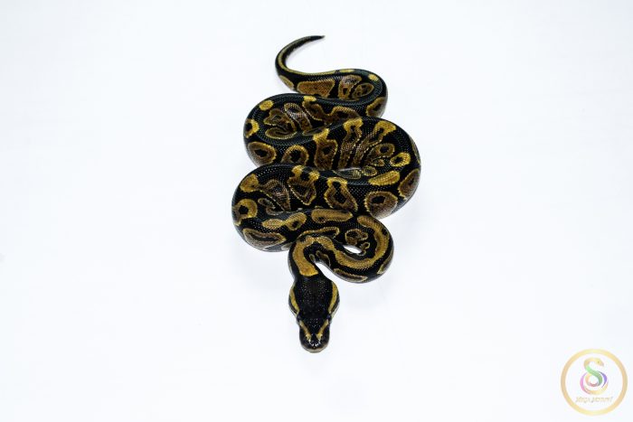 6694 0.1 GRAVEL - Image 3