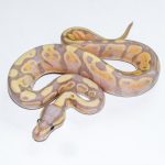 6695 1.0 BANANA GRAVEL (FMK)