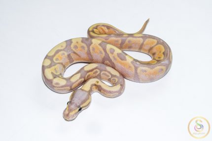 6695 1.0 BANANA GRAVEL (FMK)