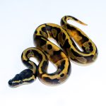 6697 0.1 BLACKHEAD ENCHI PIEBALD