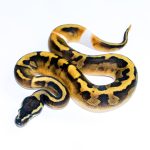 6698 0.1 BLACKHEAD ENCHI PIEBALD