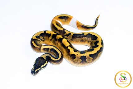 6698 0.1 BLACKHEAD ENCHI PIEBALD