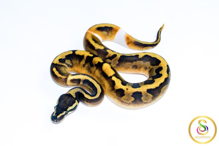6698-1 6698 0.1 BLACKHEAD ENCHI PIEBALD - Image 1