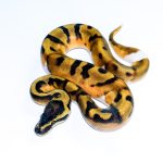 6700 1.0 ENCHI PIEBALD
