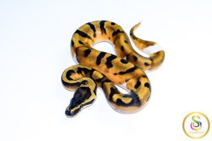 6700 1.0 ENCHI PIEBALD