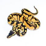 6703 1.0 BLACKHEAD ENCHI ORANGE DREAM FIRE PASTEL 50%HET LAVENDER