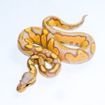 6704 1.0 BANANA BLACKHEAD ENCHI 50%HET LAVENDER