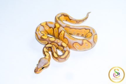 6704 1.0 BANANA BLACKHEAD ENCHI 50%HET LAVENDER