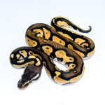 6705 1.0 BLACKHEAD ENCHI ORANGE DREAM PASTEL 50%HET LAVENDER