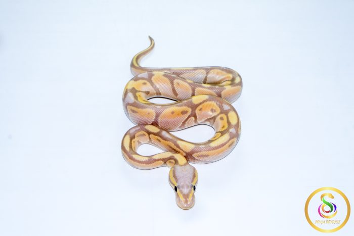 6706 1.0 BANANA PASTEL ORANGE DREAM 50%HET LAVENDER - Image 3