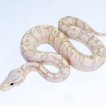 6707 1.0 BANANA ENCHI GHI PASTEL POSS FIRE BLACKHEAD 50%HET LAVENDER