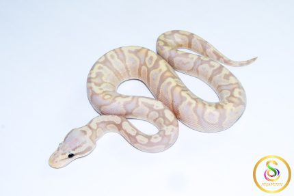6707 1.0 BANANA ENCHI GHI PASTEL POSS FIRE BLACKHEAD 50%HET LAVENDER