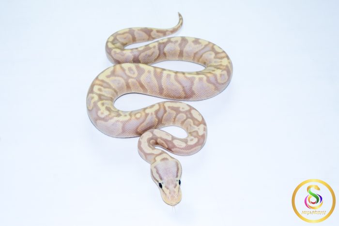 6707 1.0 BANANA ENCHI GHI PASTEL POSS FIRE BLACKHEAD 50%HET LAVENDER - Image 3