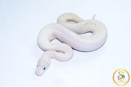 6709 1.0 BAMBOO HIGHWAY POSS BLACK PASTEL BANANA