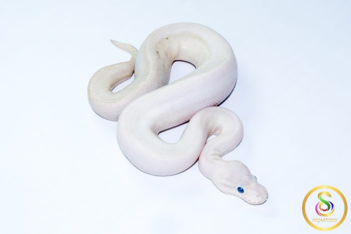 6709 1.0 BAMBOO HIGHWAY POSS BLACK PASTEL BANANA - Image 3