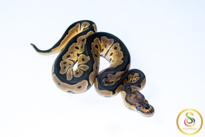 6711 0.1 CLOWN - Image 2