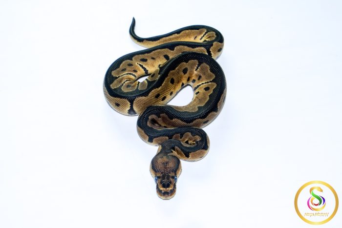 6711 0.1 CLOWN - Image 3