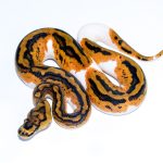 6713 0.1 YELLOW BELLY CLOWN PIEBALD