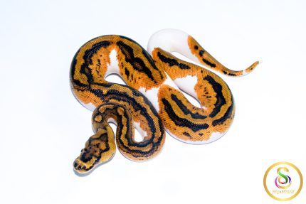 6713 0.1 YELLOW BELLY CLOWN PIEBALD