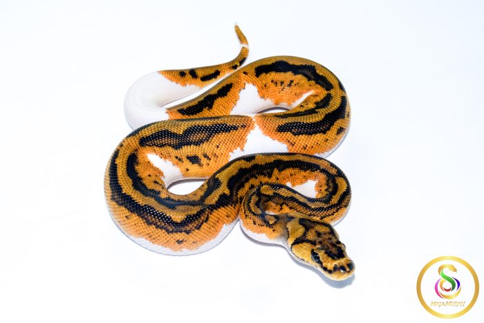 6713 0.1 YELLOW BELLY CLOWN PIEBALD - Image 2