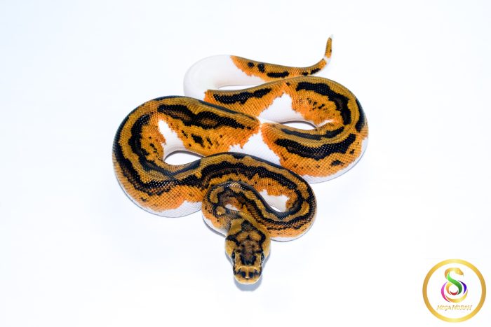 6713 0.1 YELLOW BELLY CLOWN PIEBALD - Image 3