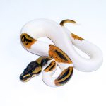 6714 0.1 YELLOW BELLY PIEBALD HET CLOWN