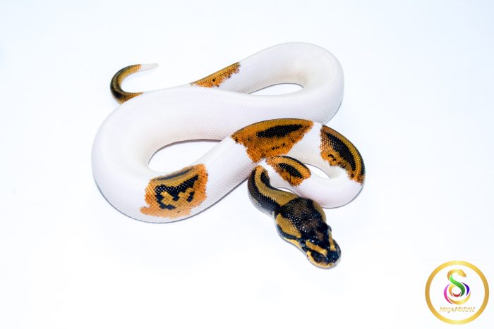 6714 0.1 YELLOW BELLY PIEBALD HET CLOWN - Image 2
