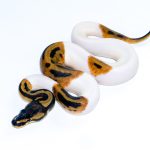 6715 0.1 PIEBALD HET CLOWN