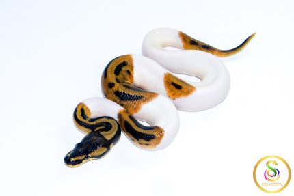 6715 0.1 PIEBALD HET CLOWN